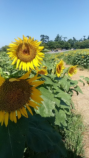 IMG_20170823_101135