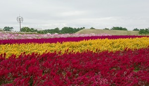 DSC_0805
