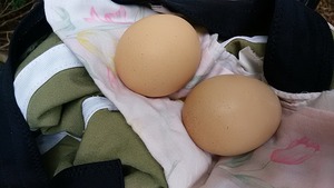 IMG_20170731_115845