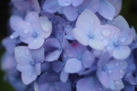 紫陽花