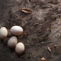 43_I_DuckEggs_v1-018