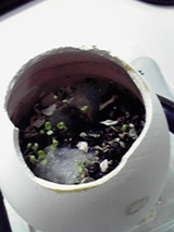 12ec2596.jpg