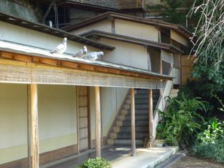 niwa roka