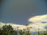 tree_sky3