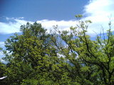tree_sky1