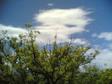 tree_sky2