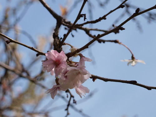 almond2