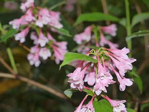 P1130426