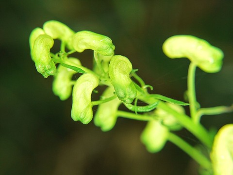 P1130420