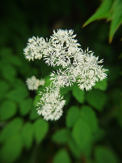 P1130418