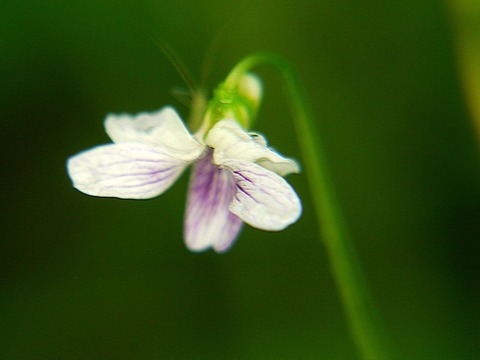P1130434