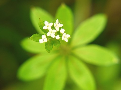 P1130427