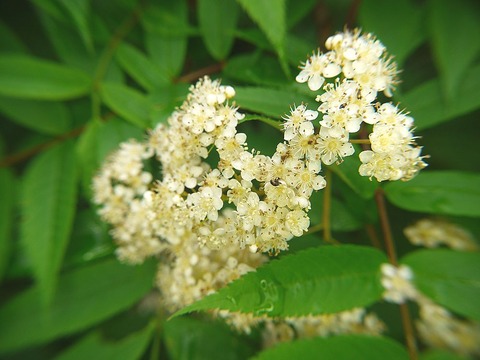 P1130439