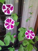 DVC00011 (2)