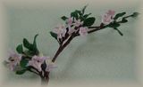 クレイの桜