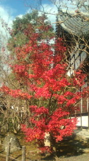 京都永観寺紅葉