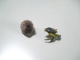ヤドカリ