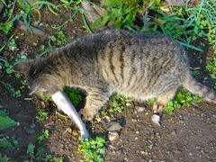 cat