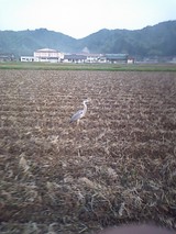 サギ
