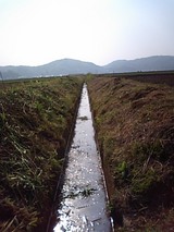 mizo