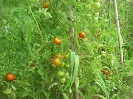 DSCN3576