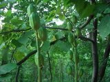藻岩山・植物