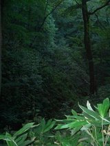 藻岩山・森