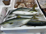 �ե��饲