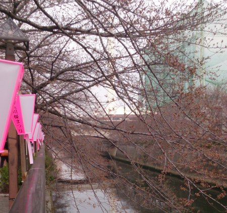 目黒川の桜がちらほらと咲き始めていました。