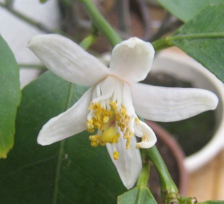 ベランダの鉢植えのレモンの木に花が咲きました つぼさんの趣味のブログ