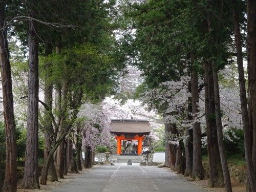 散り始めた恵林寺の桜