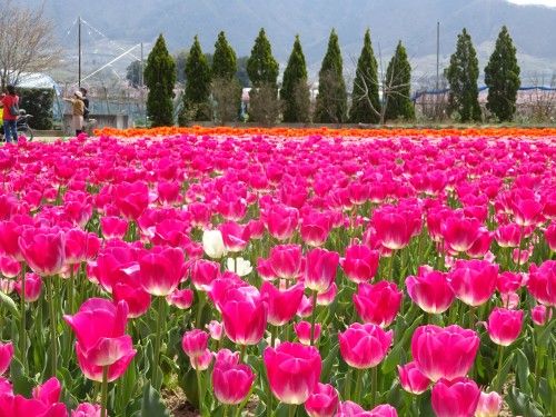 ハーブ庭園 チューリップ