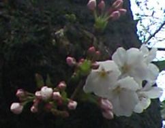 sakuramiyamae