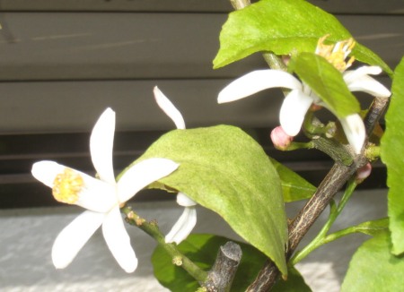 レモンの花