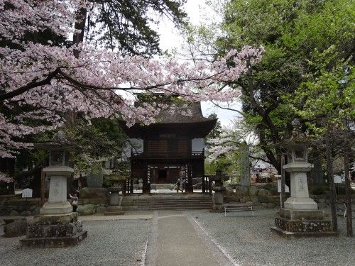 散り始めた恵林寺の桜
