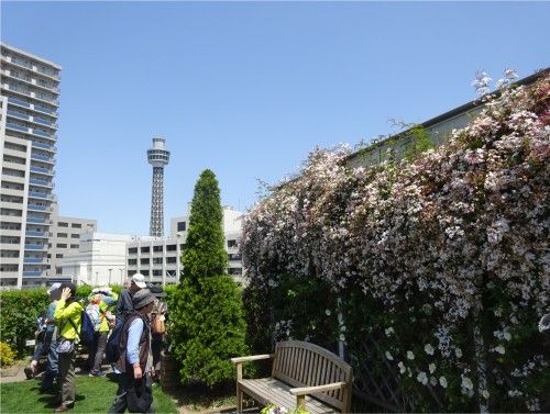 「第33回 全国都市緑化よこはまフェア」のみなとガーデンの散策