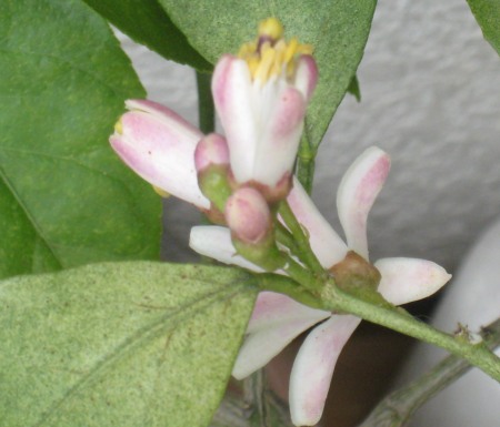 レモンの花