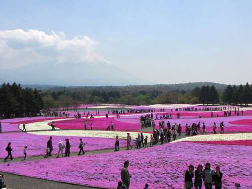富士芝桜まつり2009