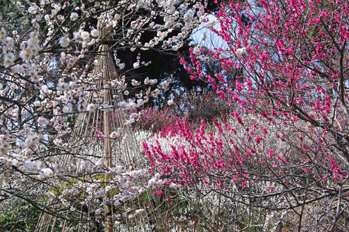 百草園梅まつり201003-4