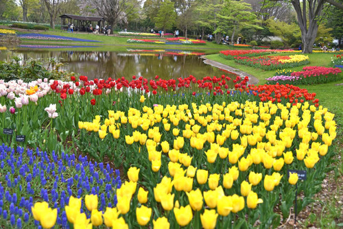 昭和記念公園201504-9