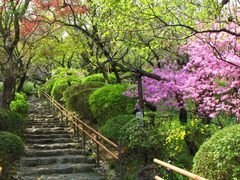 百草園ミツバツツジ-6