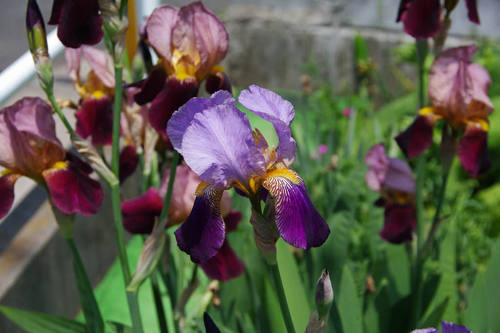 アヤメカキツバタ2010-7