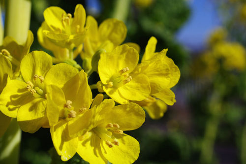 菜の花2010-5