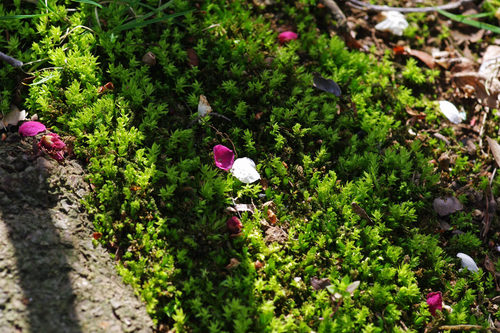 百草園梅まつり201003-9