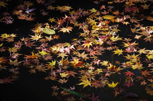 高幡不動201212-9