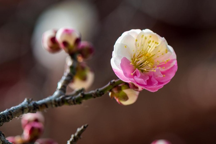 高幡不動尊201902