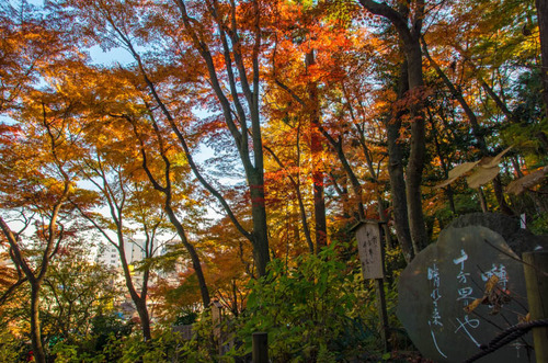 高幡不動尊201311-5