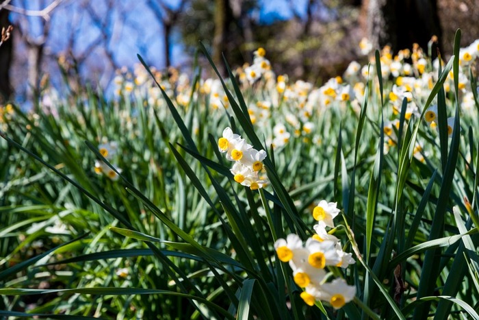 京王百草園201902