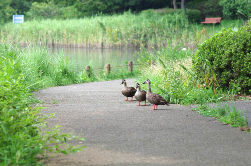 昭和記念公園201408-5