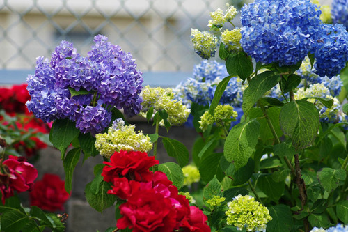 ����ƻ�Τ�������2010-5
